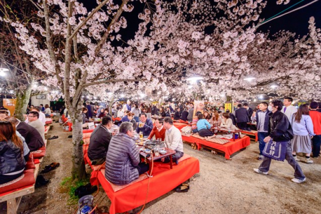 Hanami di Jepang